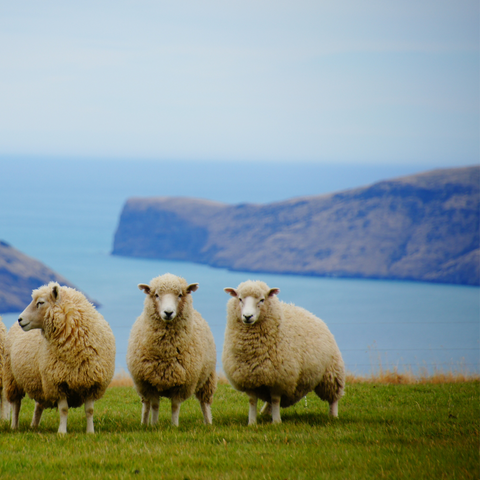 Wool from trustworthy shepherds